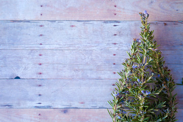 Fototapeta premium Rosemary tree on a wood background.