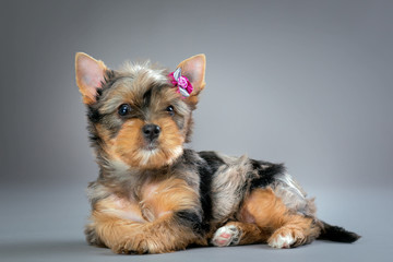 puppy Yorkshire terrier