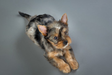 puppy Yorkshire terrier