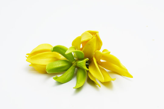 Ylang ylang and Champaca