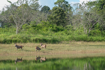 swamp deer