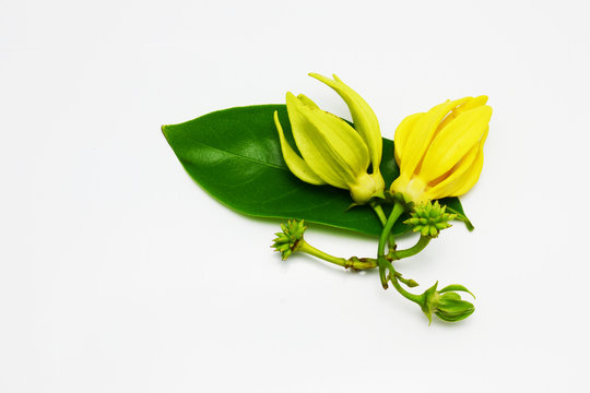 Ylang ylang and Champaca