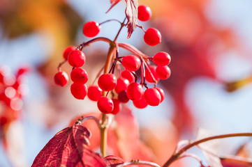 Macro image of red viburnum berries