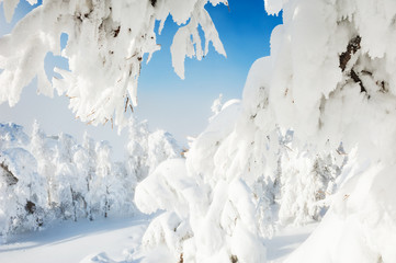 Snow-covered trees in winter forest.