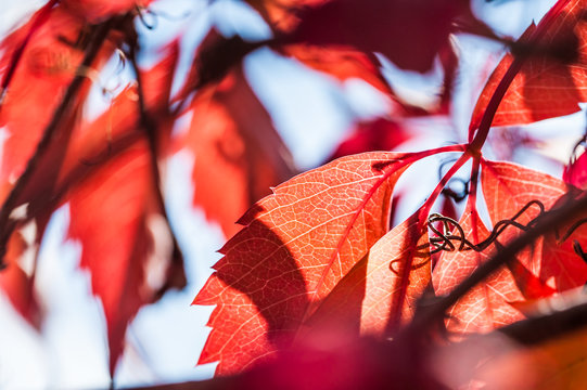 Macro image of red autumn leaves