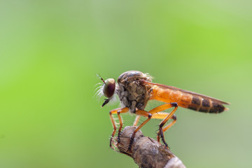 insect