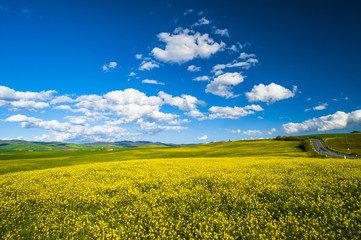 Fototapeta premium Yellow flower in the fields