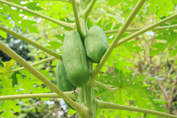 Closeup to raw fresh green papaya on the tree.