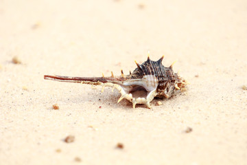 Conch or shellfish on the beach.