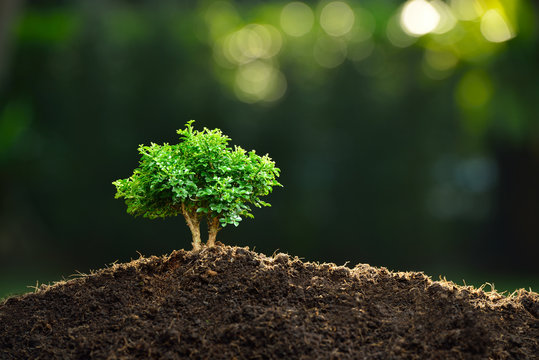 Small plant in the morning light on nature background (bonsai tree)