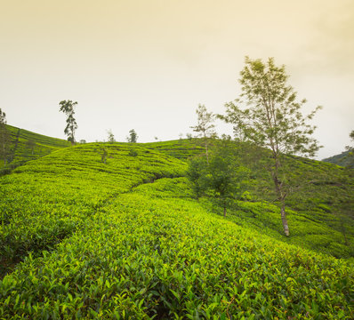 Tea plantations. Sri Lanka.
