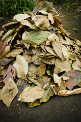 Fallen leaves for causing fire