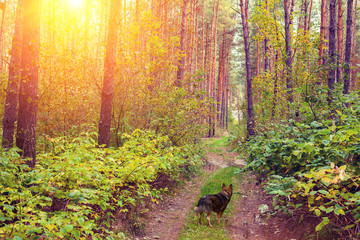 Dog walking in the forest at sunset