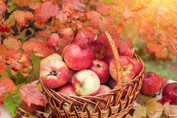 Basket with apples on the grass in the autumn orchard