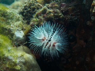 christmas tree coral