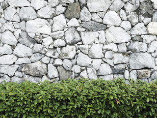 beautiful decorative plant on the stone wall