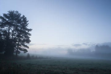 Obraz na płótnie Canvas Misty meadow at dawn 