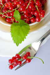 red currants berries in a white bowl