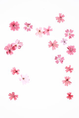 赤い花の押し花