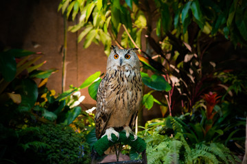 Great Horned Owl