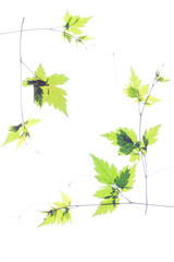 葉っぱの押し花
