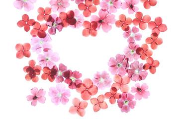 赤い花の押し花