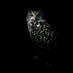 Great Horned Owl