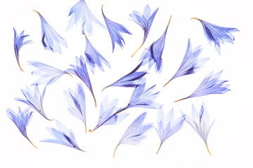 Fototapeta na wymiar 青い花の押し花