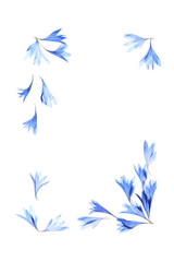 青い花の押し花
