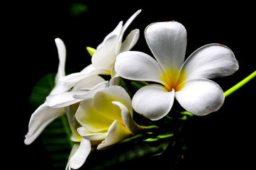 Fototapeta na wymiar Beautiful Closeup of Plumeria or Frangipani or Temple Tree or Pagoda Tree Flowers