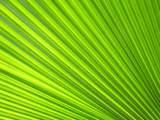 Texture of Green palm Leaf background