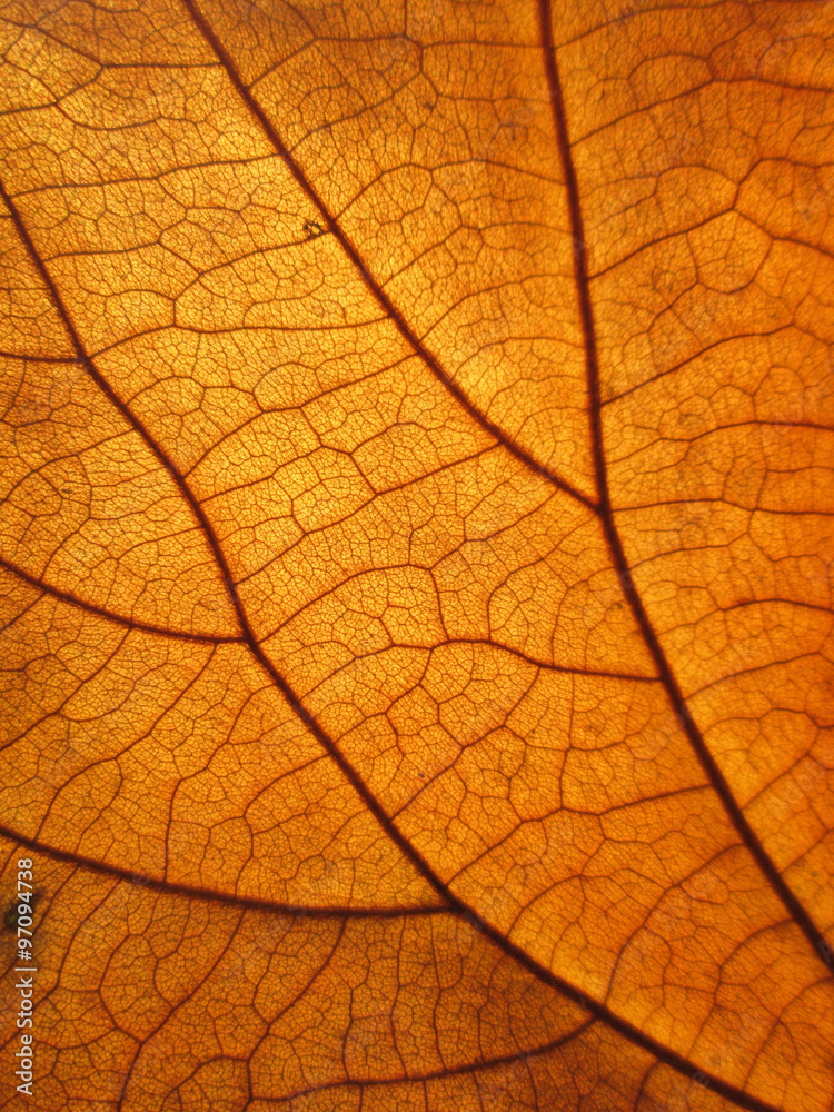 Wall mural macro view on textured autumn brown leaf