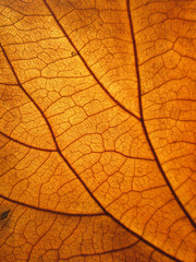 Obraz premium Macro view on textured autumn brown leaf