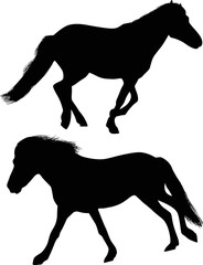 two black running horses isolated on white