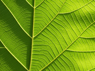 green leaf texture ( teak leaf )