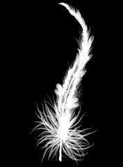 single long white feather isolated on black