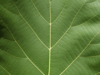 green leaf texture ( teak leaf )