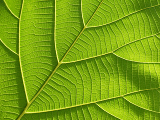 green leaf texture ( teak leaf )
