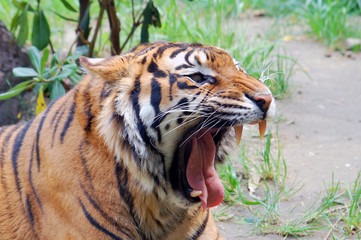 Yawning tiger in the zoo