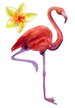 Watercolor illustration of pink flamingo