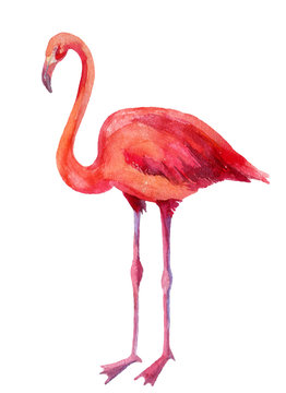 Watercolor illustration of pink flamingo