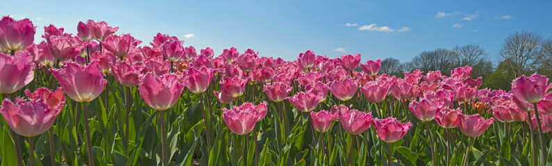 Tulips in a field in spring