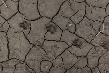 Animal footprints in dried mud 01