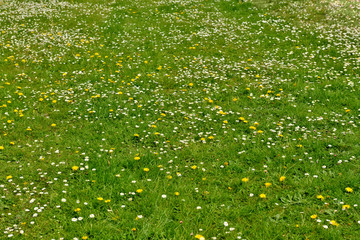 Green grass field with yellow flowers - 97097368