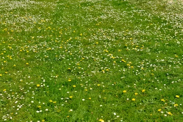 Foto auf Acrylglas Green grass field with yellow flowers © tacna