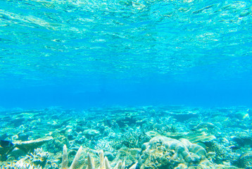 Obraz premium underwater