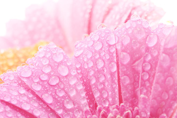 ガーベラの花と水滴