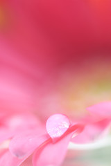 Obraz na płótnie Canvas ガーベラの花と水滴