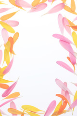 ガーベラの花びら
