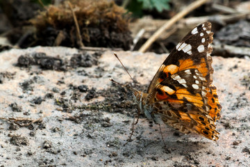 butterfly sits on stone